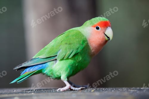 Preview: lovebirds, lover bird, lovely