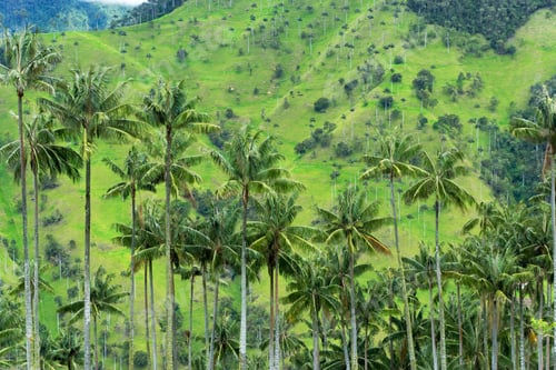 Preview: Wax Palm Trees View