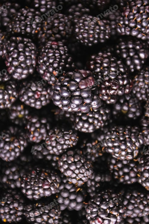 Preview: Blackberries Background