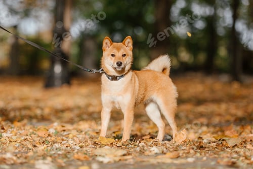 Preview: Shiba inu dog outdoor. Autumn collections. Dog walking