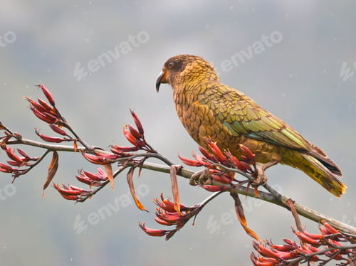 Preview: Kea parrot