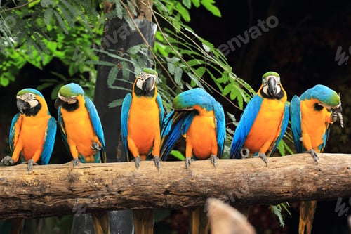 Preview: bird, parrot, Scarlet, Macaw