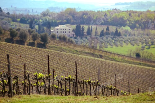 Preview: Vineyards of Tuscany