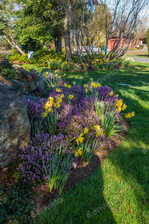 Preview: A Garden With Purple Heather And Yellow Daffodils.