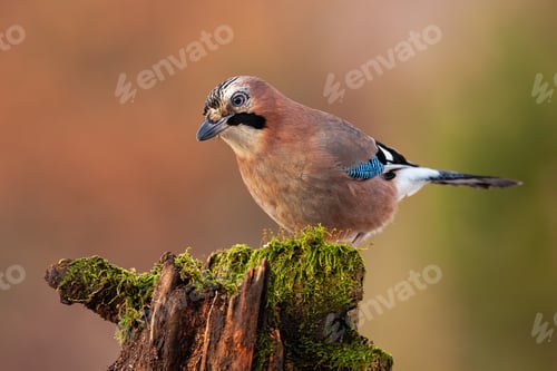 Preview: Eurasian jay, garrulus glandarius, looking and sitting on a trunk in nature