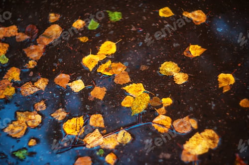 Preview: Colorful autumn leaves on the floor in a puddle