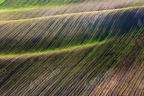 Preview: Abstract rural landscape with green rows of crops