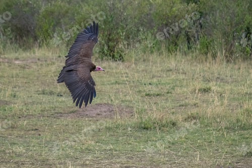 Preview: Majestic bird soaring through the sky, displaying its wings in full extension in Kenya's safari