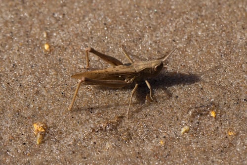 Preview: grasshopper