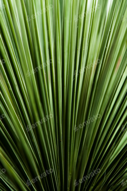 Preview: Closeup of the palm leaf