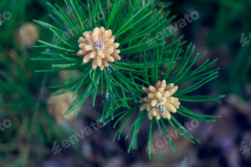 Preview: Selective focus of the conifer cones on the evergreen tree in the woods