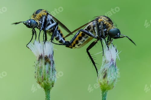 Preview: toxophora