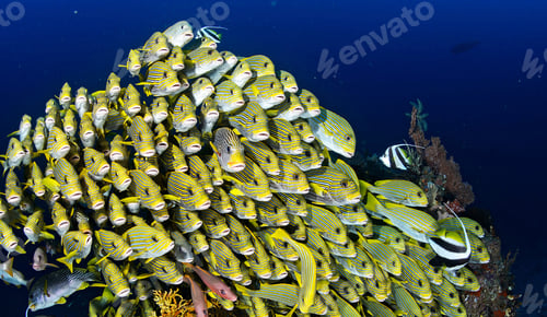 Preview: Amazing underwater world, Underwater world scene.