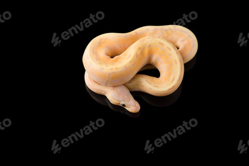 Preview: The colourful ball royal python isolated on black background