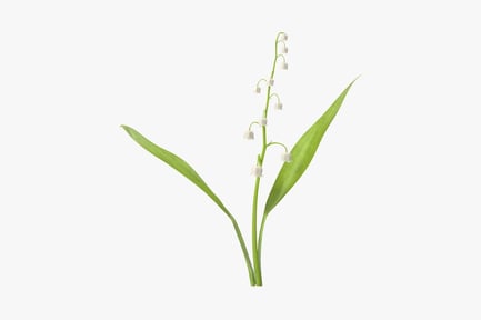 Preview: Lily of the Valley Specimen with Delicate Bell-Shaped Blooms