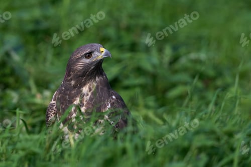 Preview: Common buzzard (Buteo buteo)