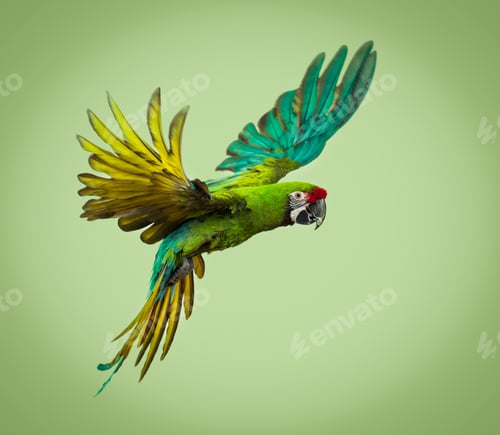 Preview: Military macaw, Ara militaris, flying, against a green background, studi shot