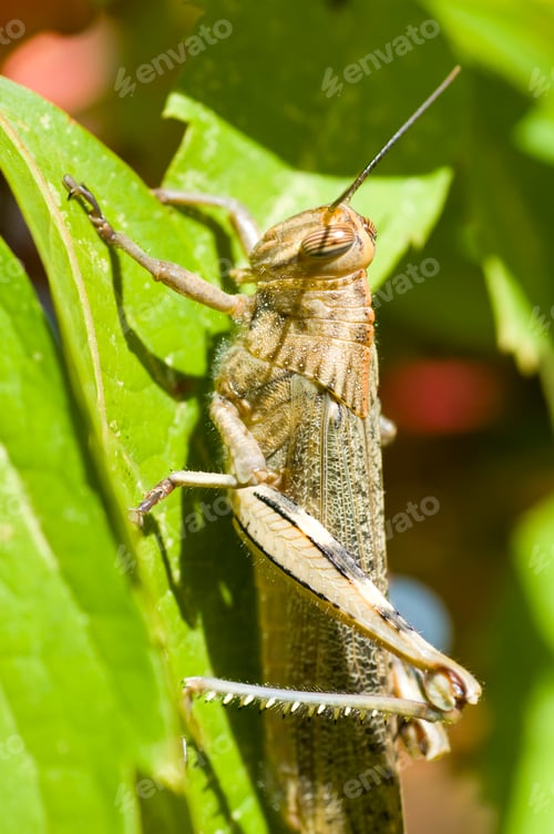 Preview: Locust detail