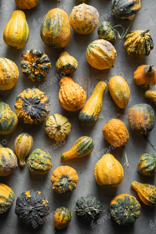 Preview: Background of mini decorative pumpkins
