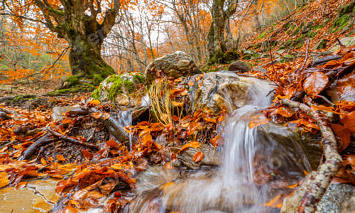 Preview: Hayedo de la Pedrosa Natural Protected Area, Spain