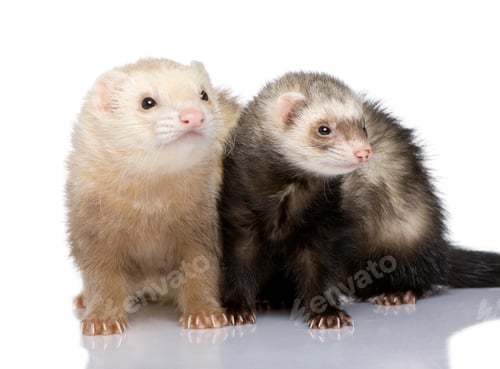 Preview: ferret - Mustela putorius furo