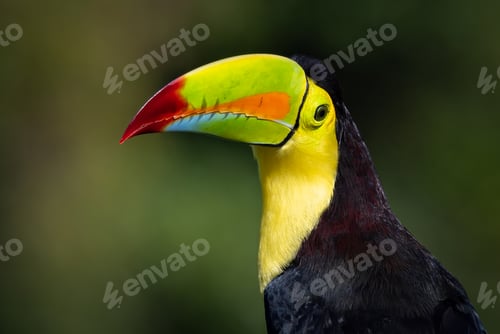 Preview: Toucan in Costa Rica