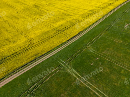 Preview: aerial view of a yellow rapeseed field and green wheat field divided by a rustic dirt road.