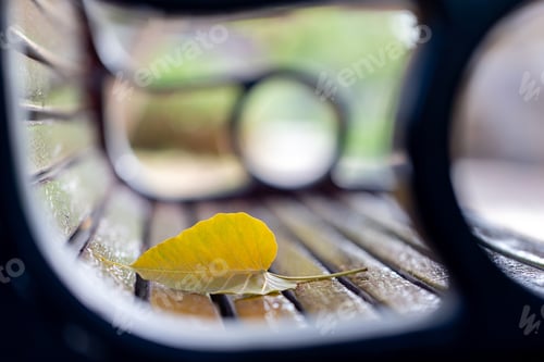 Preview: Yellow leaf on the bench in the park in Abu Dhabi, closeup