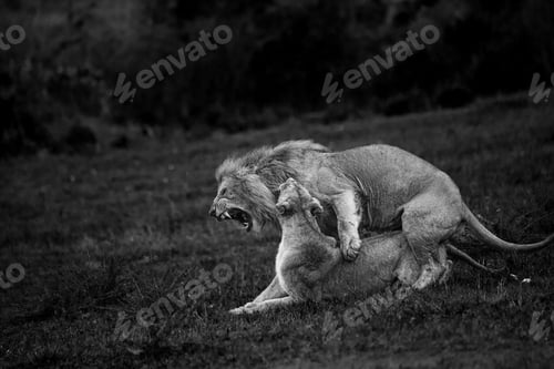 Preview: Grayscale shot of lions mating in Masai Mara National reserve