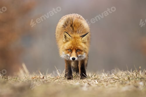 Preview: Red fox looking to the camera on meadow in autumn