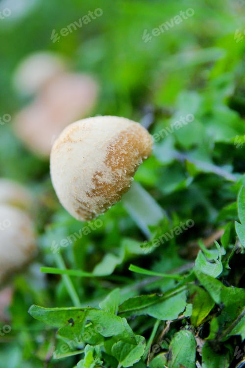 Preview: Wild Mushrooms Growing in Grass During Early Morning