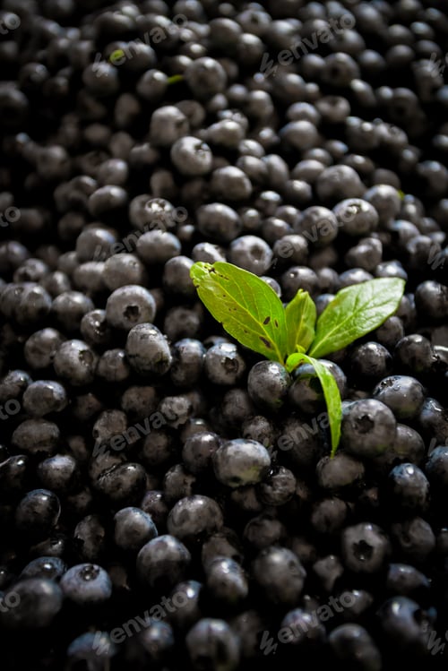 Preview: Fresh Bilberries. Texture blueberry berries close up