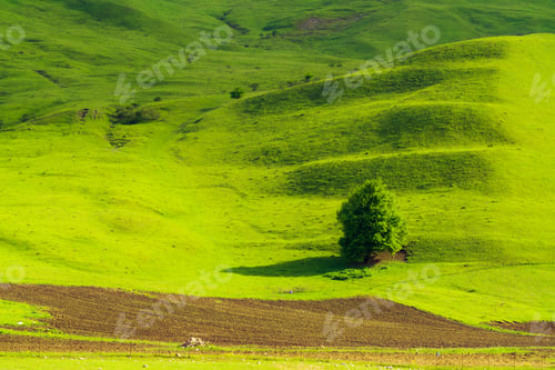 Preview: Lonely tree on a green hill
