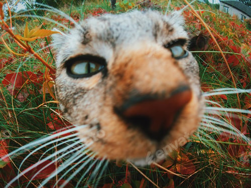 Preview: Cat face