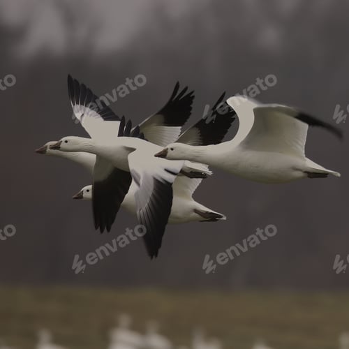 Preview: Group of snow geese flying in formation over a blurred background