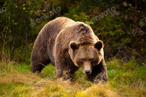 Preview: Powerful brown bear walking through grassy forest clearing in Scandinavian wilderness