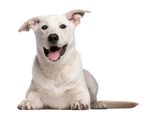 Preview: Mixed-breed (10 years old), Mixed-breed puppy (5 months old)