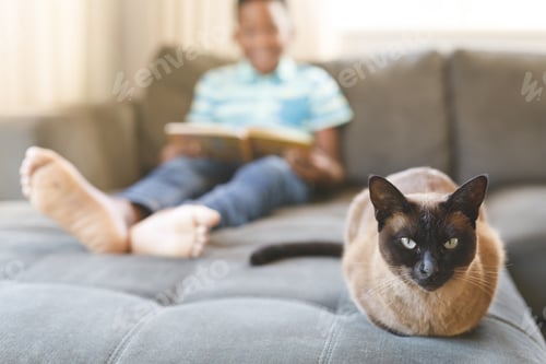 Preview: African american boy reading book and sitting on couch with cat in living room