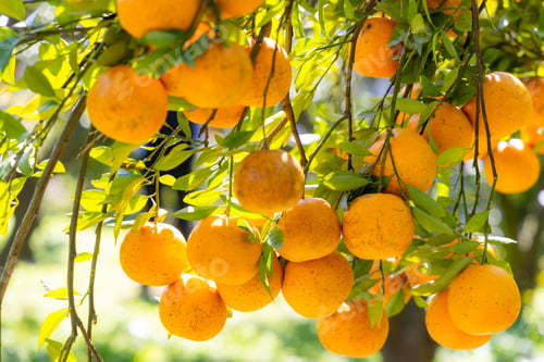 Preview: Organic orange tree farm garden