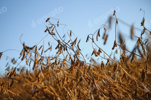 Preview: Soy field and ripe soy plants at sunrise. Soy agriculture