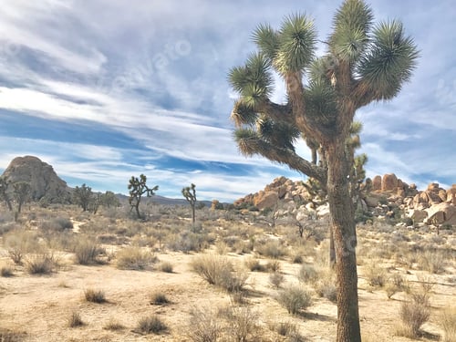 Preview: A single Joshua or yucca tree in the desert and National park