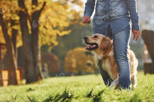 Preview: Woman have a walk with Golden Retriever dog in the park at daytime