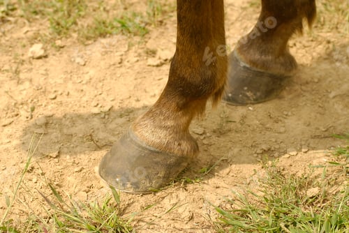 Preview: Closeup shot of a horse's hooves on the dirt