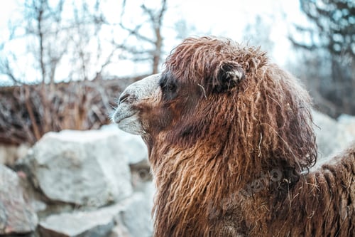 Preview: Little camel