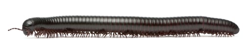 Preview: Millipede, Myriapoda, Spirostreptus giganteus, in front of white background