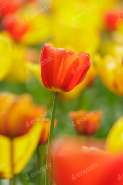 Preview: blooming red tulip among yellow petals in flower bed in park. spring fresh blossom in sunlight.