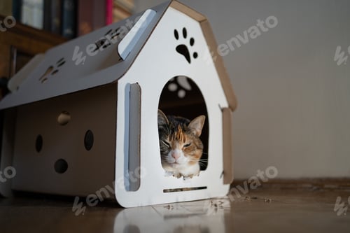 Preview: Cat sitting in cardboard box house. Zero waste for animals. Eco friendly pet home concept.