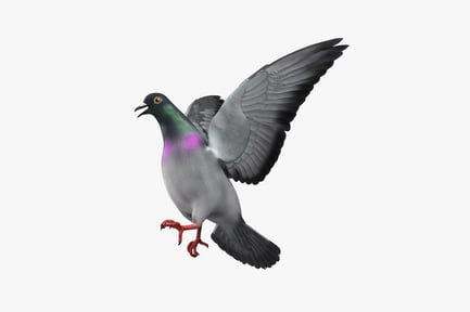 Preview: Pigeon in flight with spread wings