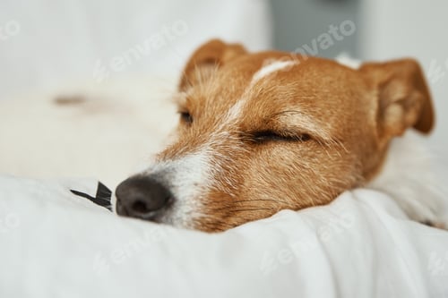 Preview: Dog sleeping and resting at the bed
