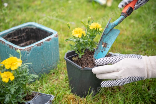 Preview: Yellow Flowers in a Garden Setting